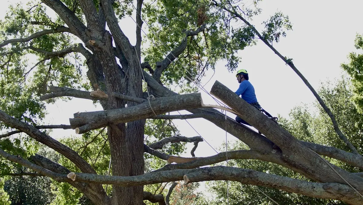 Professional Crown Thinning performed by certified arborists in Union Grove
